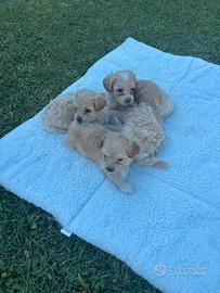 Cuccioli maltipoo