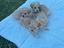 Immagine 1