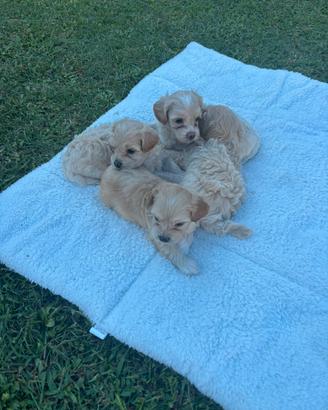 Cuccioli maltipoo