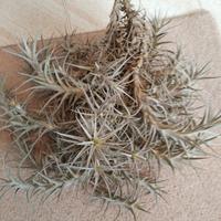 Tillandsia bergeri grigia