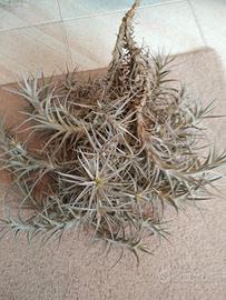 Tillandsia bergeri grigia