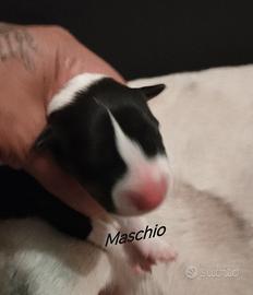 Bull terrier standard