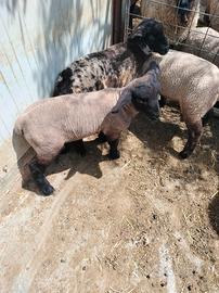 Agnello Suffolk