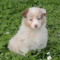 Cuccioli australian pastore australiano