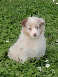 Cuccioli australian pastore australiano