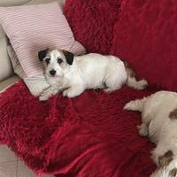 Jack russel terrier