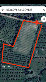 Vigna e uliveto Casciano di Murlo