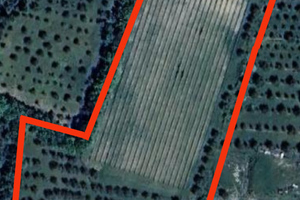 Vigna e uliveto Casciano di Murlo