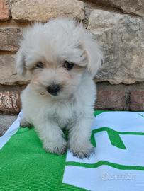  Benny maltipoo toy 