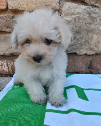  Benny maltipoo toy 
