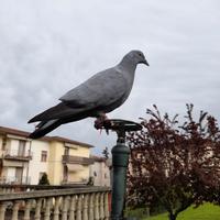 Piccioni caccia colombaccio