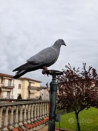 Piccioni caccia colombaccio