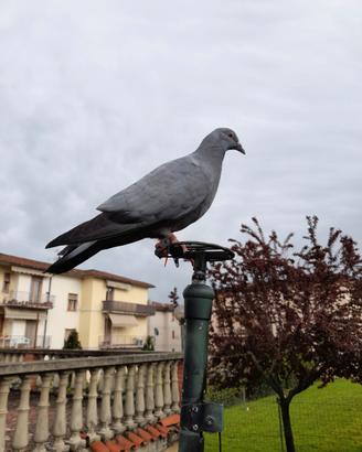 Piccioni caccia colombaccio