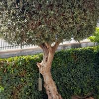 albero Ulivo da giardino prezzo trattabile