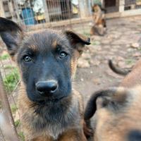 Pastore tedesco e belga