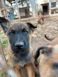 Pastore tedesco e belga