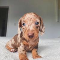 BASSOTTO NANO cuccioli CHOCO MERLE - BASSOTTI NANI