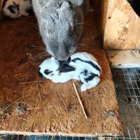 Coniglietti razza pura papillon