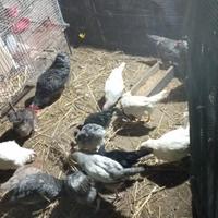 Pollastre e galletti