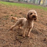 Barboncino nano 31cm x accoppiamento