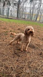 Barboncino nano 31cm x accoppiamento