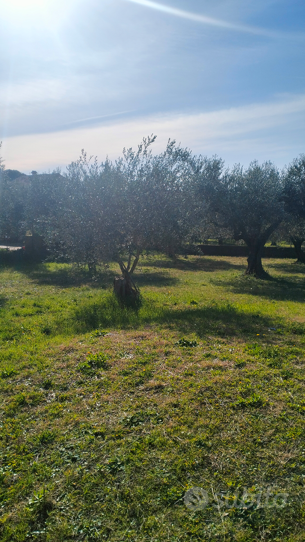 Terreno agricolo con ulivi - Vista 4