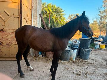 Cavallo
