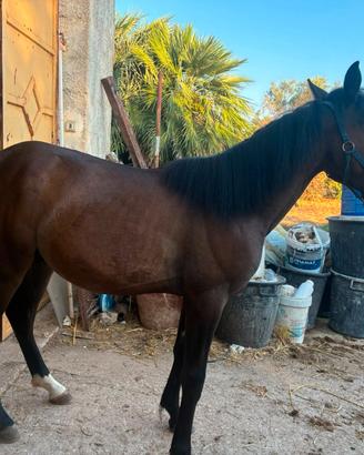 Cavallo