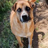 Una dolce cagnolina in adozione