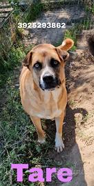 Una dolce cagnolina in adozione