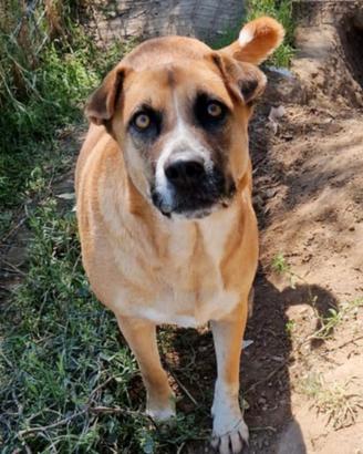 Una dolce cagnolina in adozione