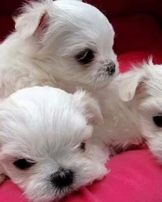 Maltese coreano toy