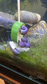 Ampullarie viola magenta