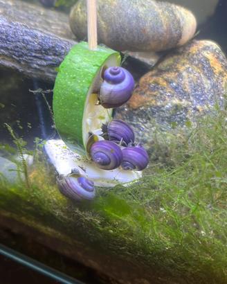 Ampullarie viola magenta