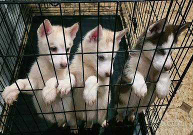 Cuccioli di husky