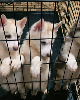 Cuccioli di husky