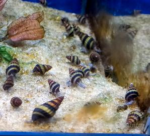 Lumache helena killer