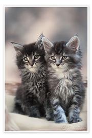 Maine coon xxl con pedigree