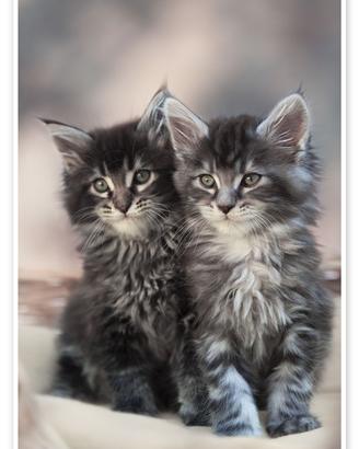 Maine coon xxl con pedigree