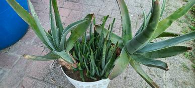Aloe grosso con vaso 30 cm