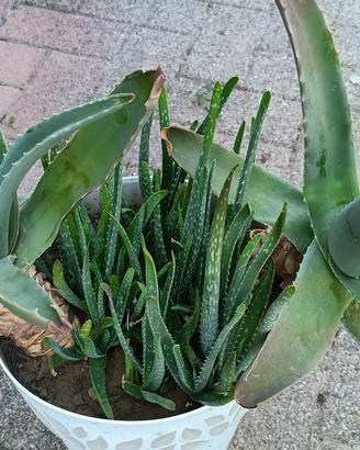 Aloe grosso con vaso 30 cm