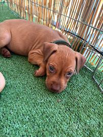 Cuccioli pitbull
