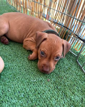 Cuccioli pitbull