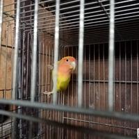 Inseparabili roseicollis