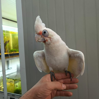 Cacatua