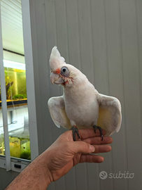 Cacatua