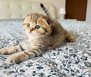 Scottish Fold Golden Tabby Cucciolo