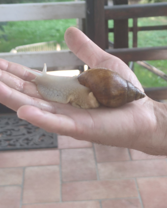 Chiocciola africana
