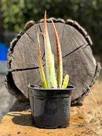 Aloe vera 25/50 cm circa