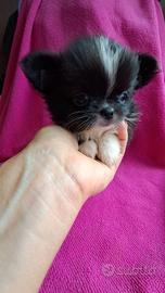 Chihuahua femmina nera con bianco